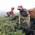 Indien West Bengalen Darjeeling Teeplantagen